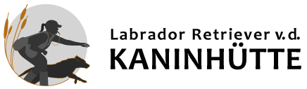 Labrador Retriever von der Kaninhütte